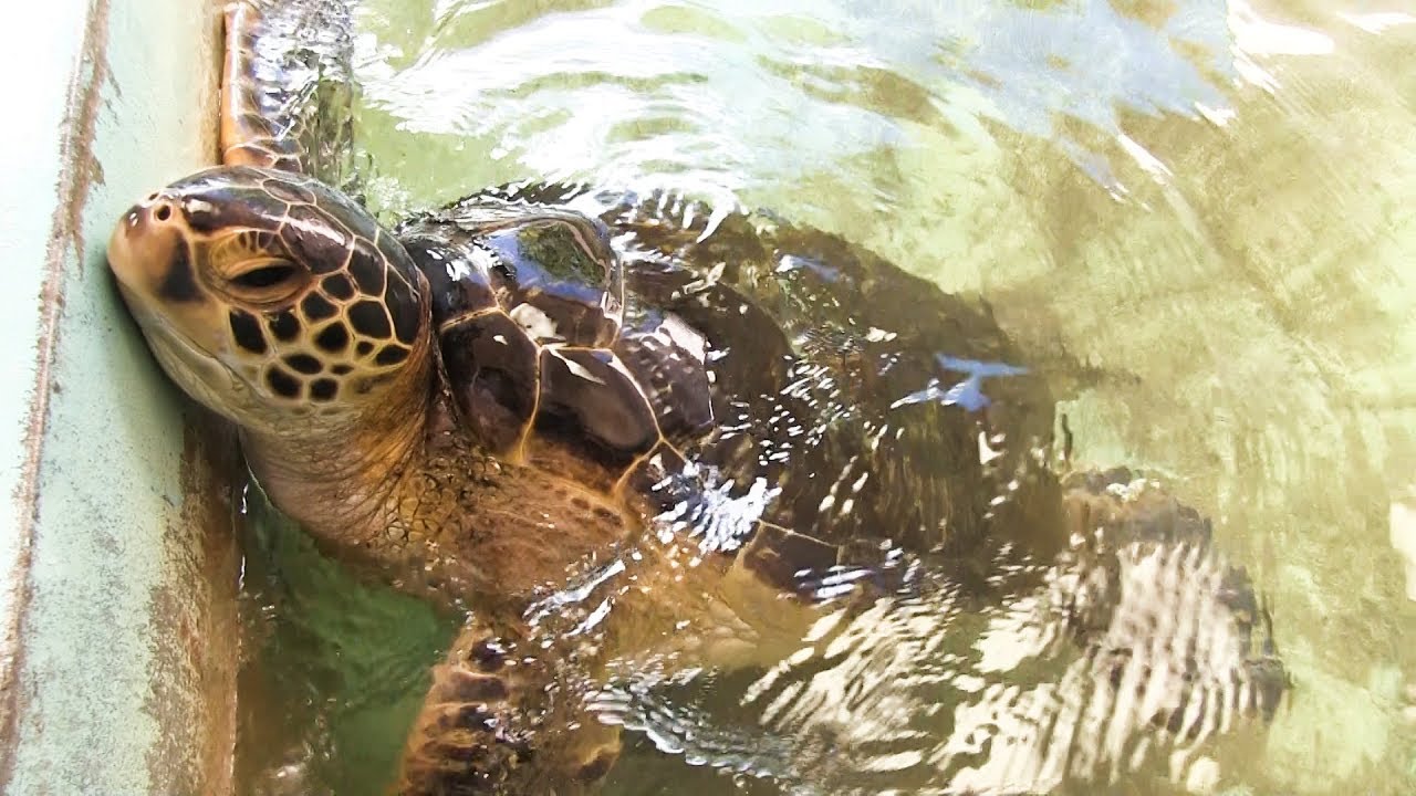 日本で絶滅危惧「アオウミガメ」を食べることができるのはどこ？どんな味？ バイオハックch