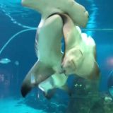 【夏休みの恐怖の思い出】水族館のシュモクザメがエイを食いちぎる！
