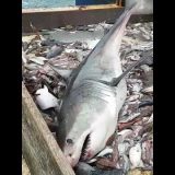 【500万再生】漁網にかかり捕獲されたホオジロザメがめちゃくちゃデカイ！！