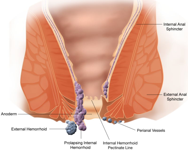 肛門は２つの筋肉によって構成されている－肛門括約筋・肛門挙筋の働き 