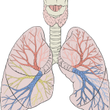 なぜ左右の肺の大きさは違うの？
