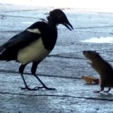 コクマルガラスvsネズミの圧倒的な戦力差の映像