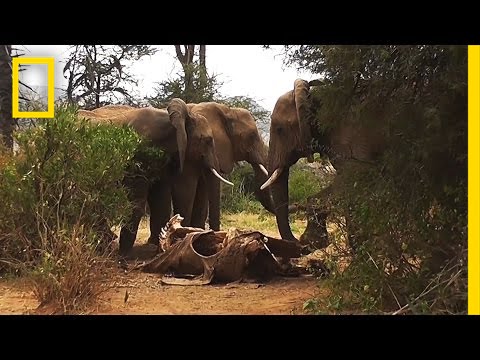 悲しみ注意 死を悼む動物たちの姿が悲しすぎる 動画まとめ バイオハックch