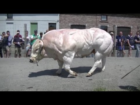 筋肉ムキムキすぎる 筋骨隆々のマッスルな動物たち 動画まとめ バイオハックch