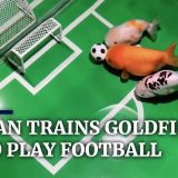 【驚愕】トレーニングによってサッカーができるようになった金魚が凄すぎる！！