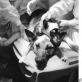 【閲覧注意】ウラジミール・デミコフ博士の作った双頭のイヌがホラーすぎる【狂実験】