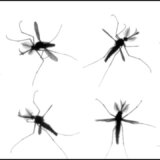 カ（蚊）の1秒間あたりの羽ばたきの回数は？
