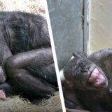 【動画】余命1週間のチンパンジーにヒトの親友が会いに行くと…？【感動】
