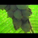 【動画】葉の裏で皆でじっとしているシロヘラコウモリがかわいすぎる！！