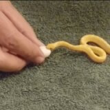 【動画】小さなヘビに卵を丸飲みさせてみた