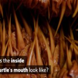 【動画】ウミガメの口の中は恐ろしいほど棘だらけ