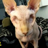 【動画】ウィルス感染によって両目を摘出したネコ