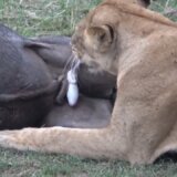 【閲覧注意】生きたバッファローの睾丸を食べるメスライオン
