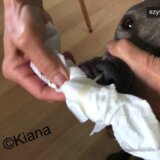 【動画】エンドレスに続くイヌの鼻水（鼻くそ？？）