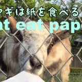 ヤギに紙をあげたら食べるって本当？