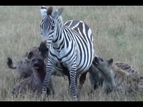 動画 獲物の尻の穴に顔を突っ込み内臓を抉り出すハイエナ バイオハックch