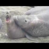 【動画】交尾中にメスの首を噛むオスゾウアザラシの眼がイカれている