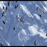 世界最高峰のエベレストを超える渡り鳥「アネハヅル」