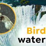 【動画】滝の裏に巣を作る水平飛行で最速の鳥「オオムジアマツバメ」