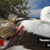 鳥類で唯一血を常食している吸血鳥「ハシボソガラパゴスフィンチ」