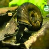 【動画】カエルの脚を奇形化させてしまう寄生虫リベイロイア
