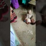 【動画】号泣するヒトの赤ちゃんを人質にとるサル