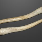セイウチの陰茎骨はヒトの武器に使われていた