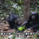 【動画】2歳の子どもが死んでミイラになっても背負い続ける母チンパンジー…切なすぎる