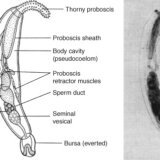 ダンゴムシをゾンビ化させる寄生虫プラギオリンクス