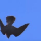 【動画】時速390km世界最速の鳥「ハヤブサ」の狩りが速すぎる