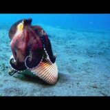 【動画】二枚貝に隠れるメジロダコが器用すぎる
