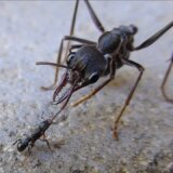 【動画】自分の１0倍以上の大きさのアリを倒す小さなアリ