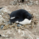 アデリーペンギンの巣の周囲にはウンコで描かれた模様がある