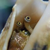【動画】寄生獣のミギー？？クモガイの貝殻を覗いてみたら２つの目玉がギョロギョロ
