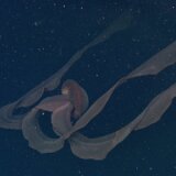 【動画】100年間で僅か100回の目撃情報しかない幻の巨大クラゲ「ダイオウクラゲ」