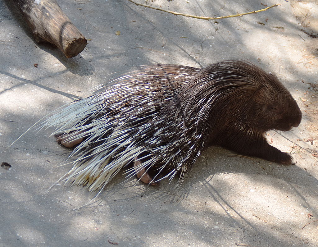 メスの性器の臭いを嗅ぐと尿をメスにぶっかけるヤツ ヤマアラシ バイオハックch