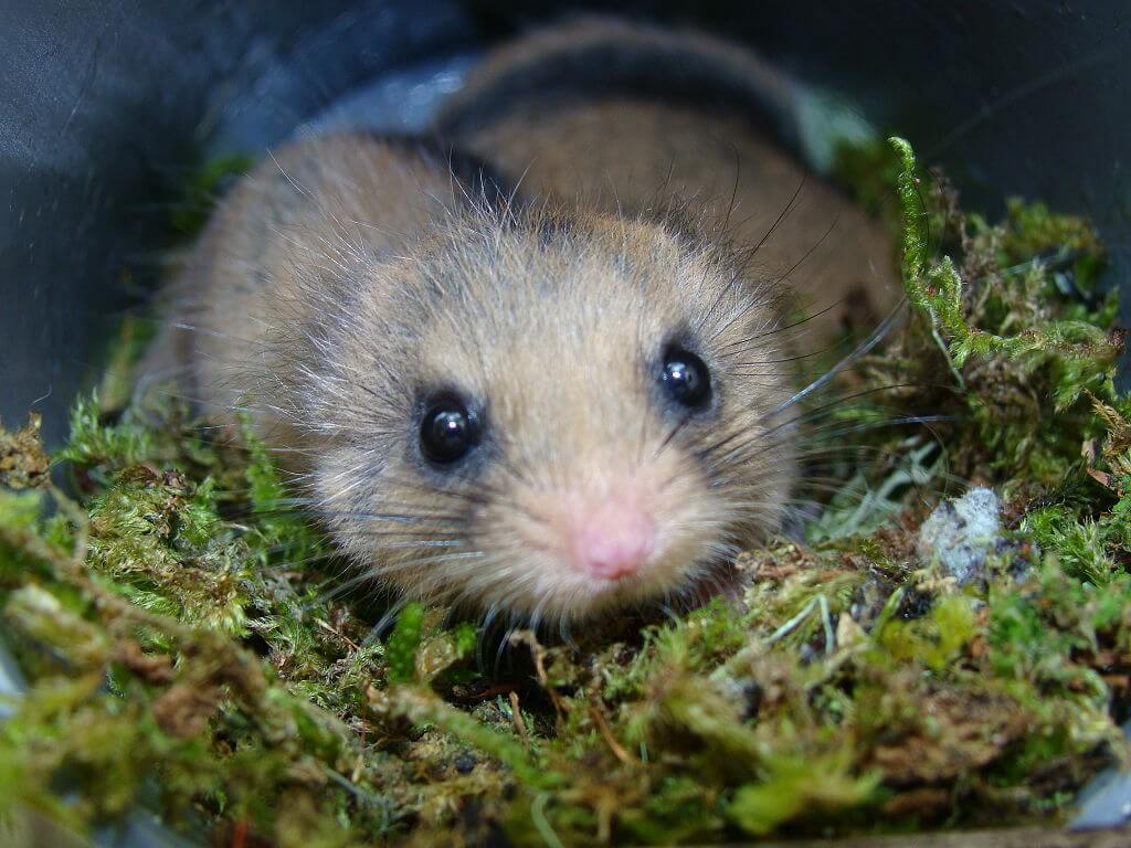 雪の中でダイレクトに冬眠する動物 ニホンヤマネ バイオハックch