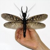 あまりにも巨大すぎる！！羽を広げると22cmもあるオオキバヘビトンボ「Acanthacorydalis fruhstorferi」