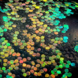 体を彩る虹色のブツブツ（鱗片）が最高に芸術的なヤツ「カタゾウムシ」
