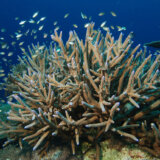 サンゴ礁は水素爆弾が直撃しても数十年あれば回復することができる