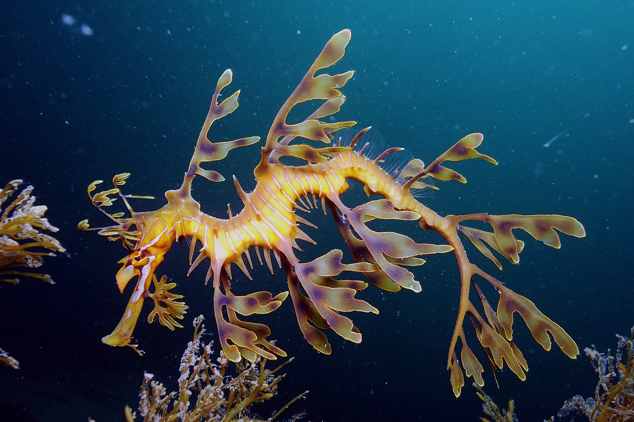 究極の擬態 海藻にしか見えない体 リーフィーシードラゴン バイオハックch