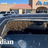 【動画】買い物から帰ってきたら15000匹のミツバチに車を占拠されていた件