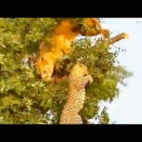 【動画】ライオンとヒョウが樹上で獲物を巡って争うも枝が折れて仲良く落下