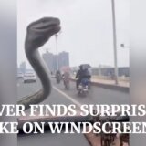 【動画】邪魔すぎぃ！！フロントガラスでワイパーみたいに動くヘビ