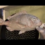 【動画】カチンコチンに凍った魚をお湯に入れると生き返った！！