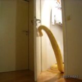 【動画】ドアノブを回してドアを開けるヘビ