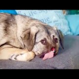 【動画】電車にひかれて鼻先を失ったイヌ、舌がしまえなくて出しっぱなし