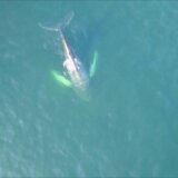【動画】クジラのおならはスケールがでかすぎる