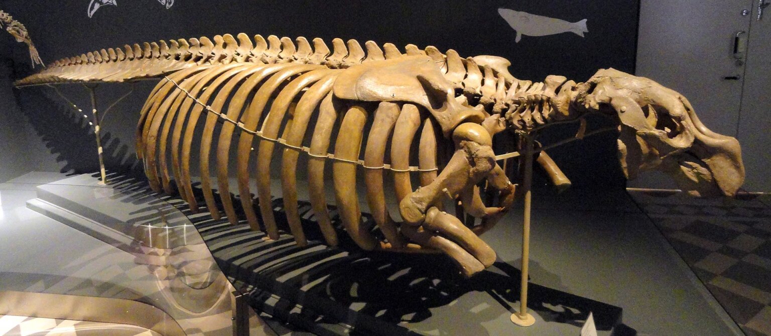 発見から僅か27年後には絶滅したステラーカイギュウ