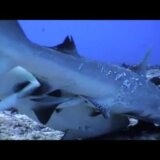 【動画】サメはオスがメスに思いっきり噛みつきながら交尾する